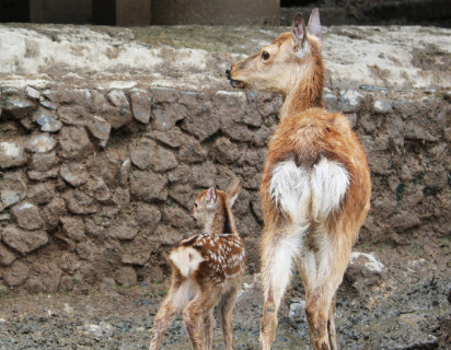 夢の鹿 夢の鹿 夢の鹿 夢の鹿 夢の鹿 カード検索 ｜ Z/X - Zillions of enemy