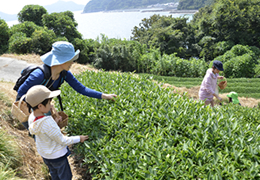 茶摘み体験と紅茶作り