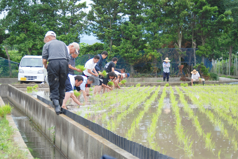 北条田植え