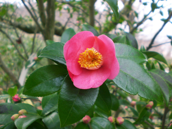 松山総合公園