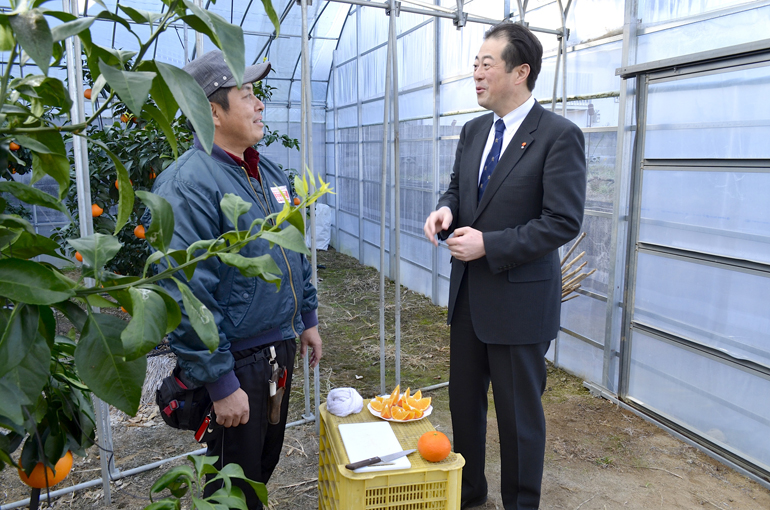 紅まどんな生産者視察