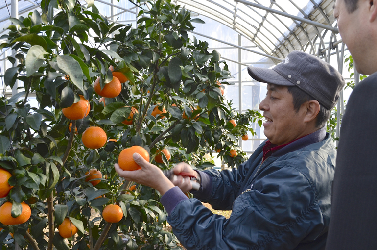 紅まどんな生産者視察