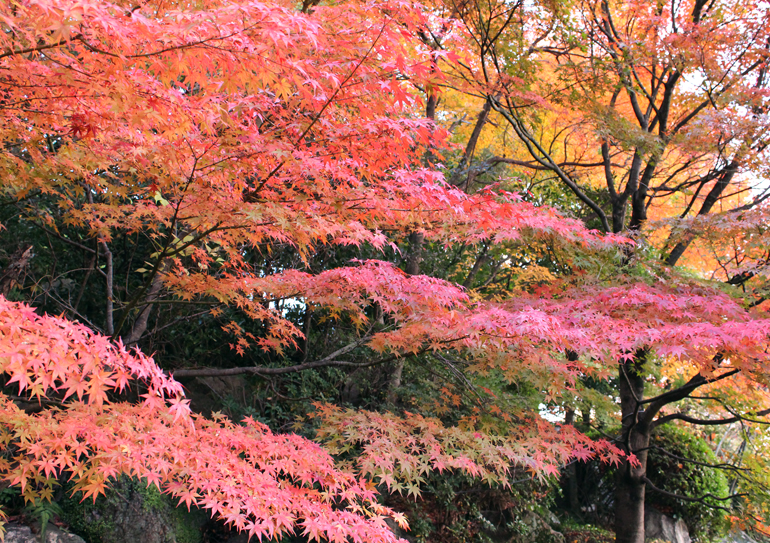 二之丸史跡庭園紅葉