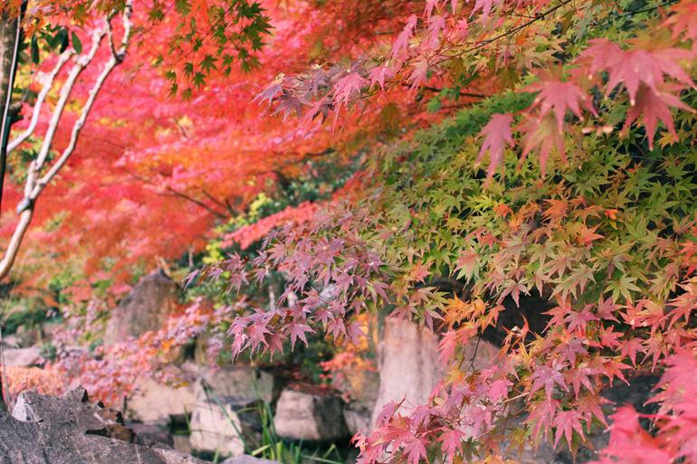 二之丸史跡庭園紅葉