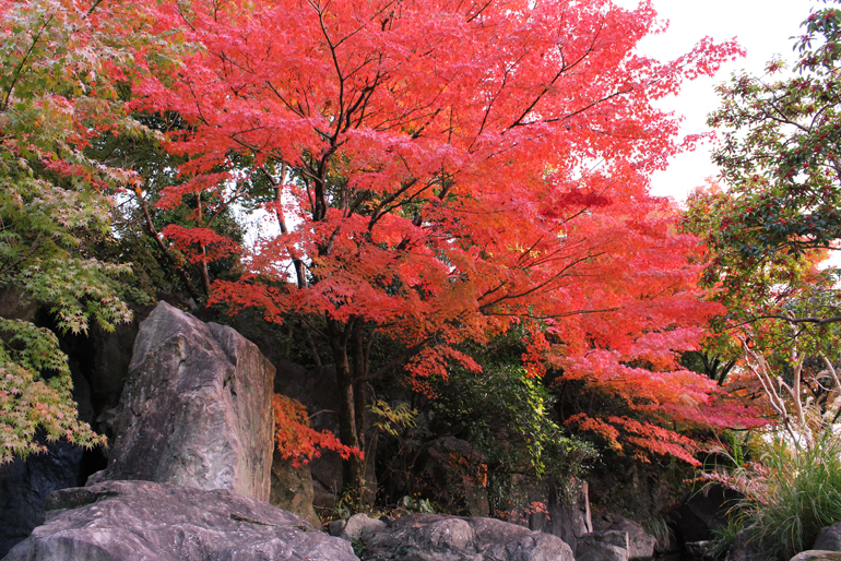 松山城二之丸史跡庭園で味わう紅葉 瀬戸内 松山 里島めぐり 瀬戸内 まつやま里島めぐり連絡協議会