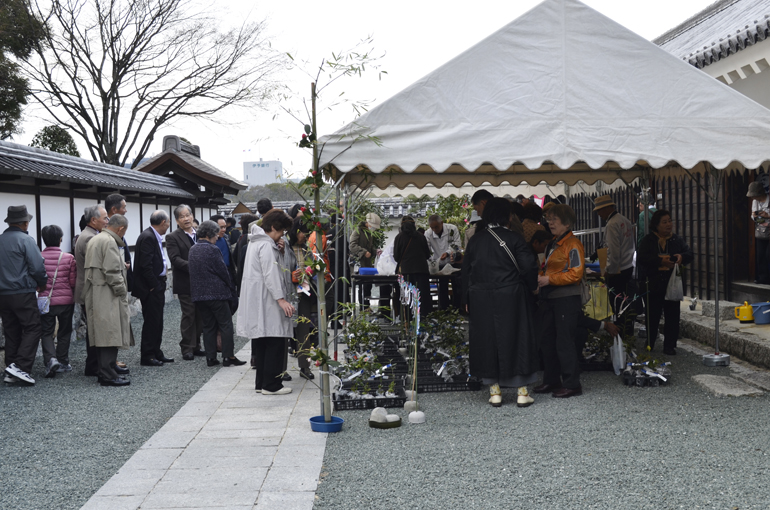 第24回全国椿サミット 松山大会