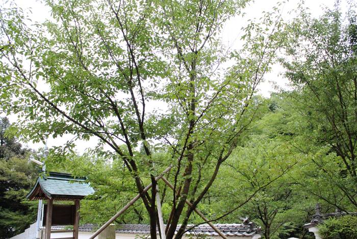 伊予十二薬師霊場第4番 天台宗 大楽山 西法寺